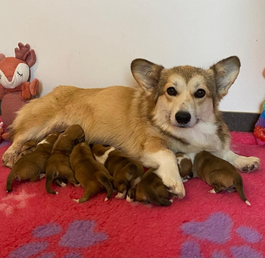 chiot Welsh Corgi Pembroke Des Gazons D'Ile De France