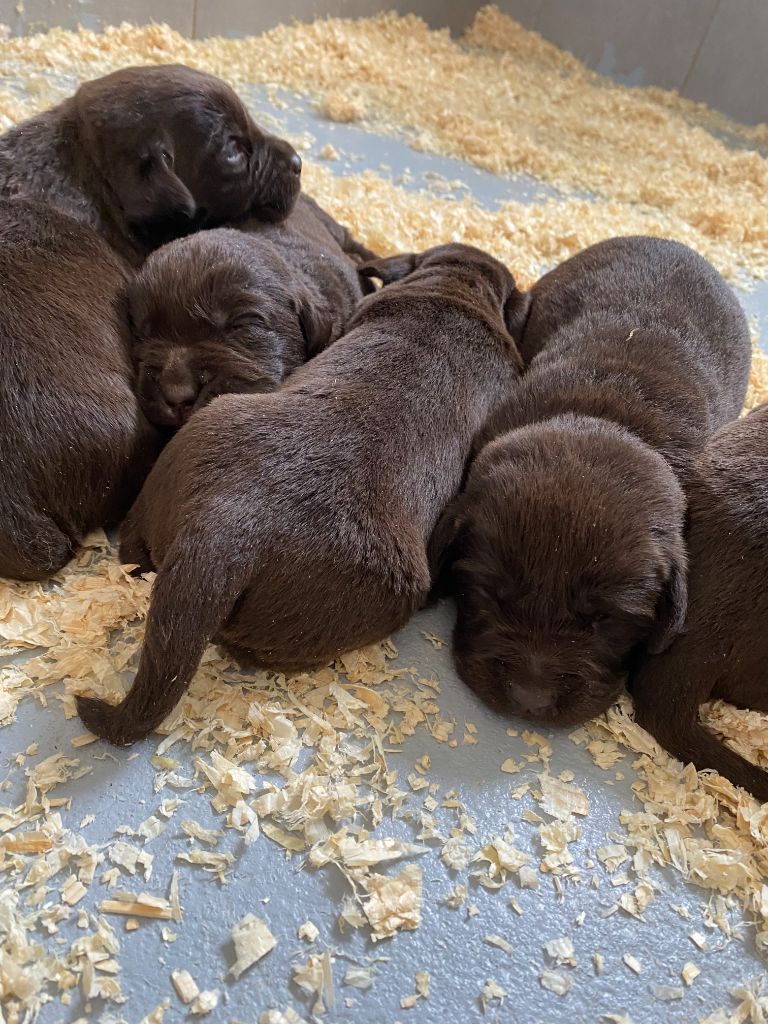 Des Gazons D'Ile De France - Chiot disponible  - Labrador Retriever