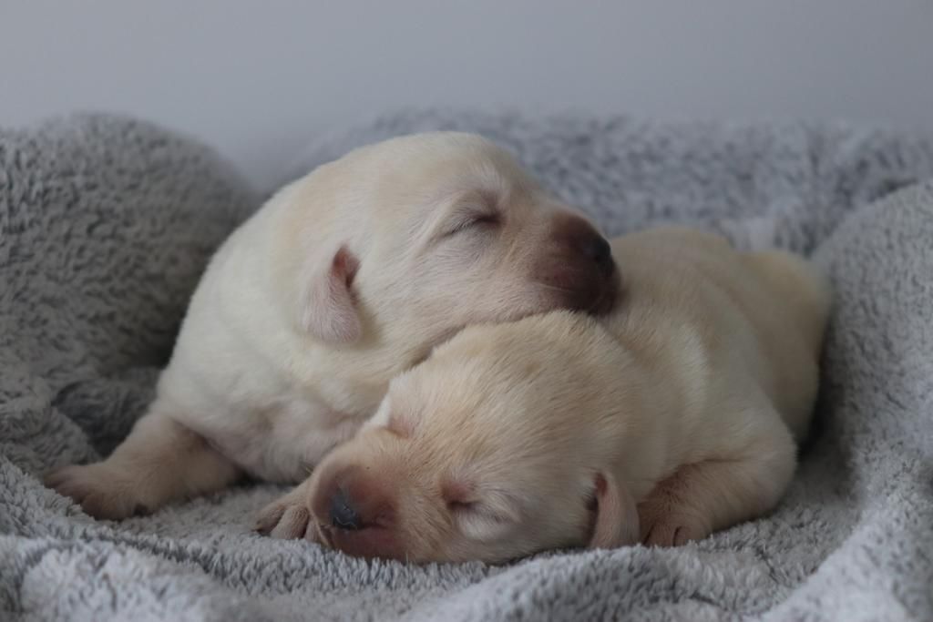 chiot Labrador Retriever Des Gazons D'Ile De France