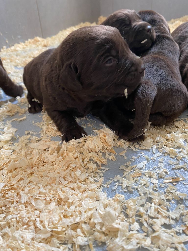 Des Gazons D'Ile De France - Chiot disponible  - Labrador Retriever