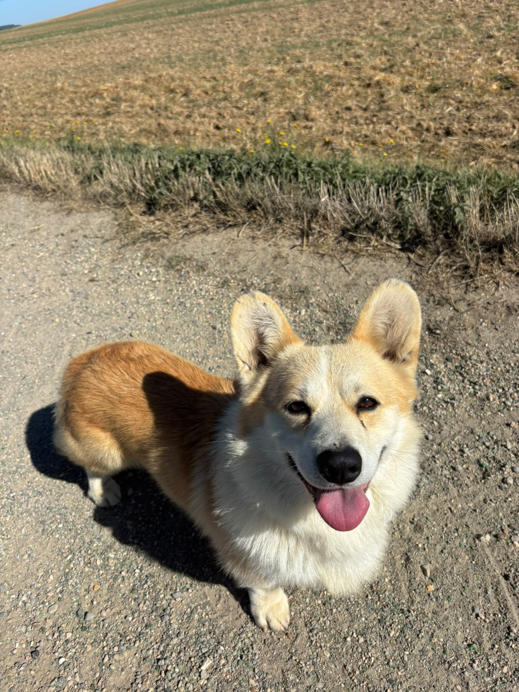 ajax the honest and just wish fulfillment