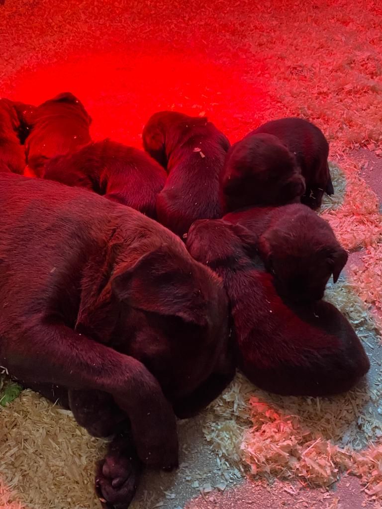 Chiot Labrador Retriever Des Gazons D'Ile De France