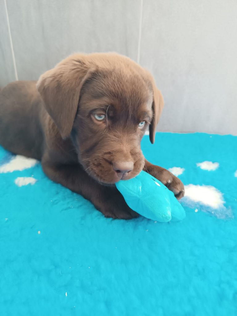 Des Gazons D'Ile De France - Chiots disponibles - Labrador Retriever