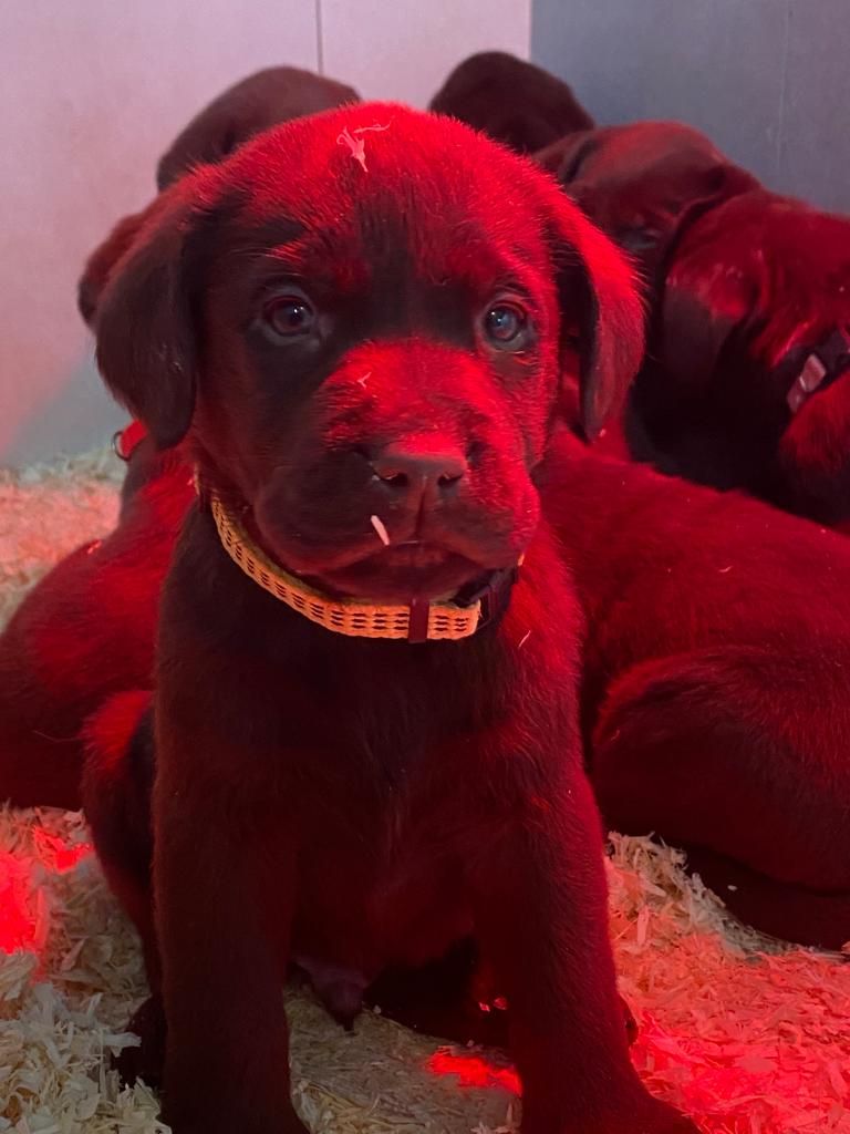 Des Gazons D'Ile De France - Chiots disponibles - Labrador Retriever