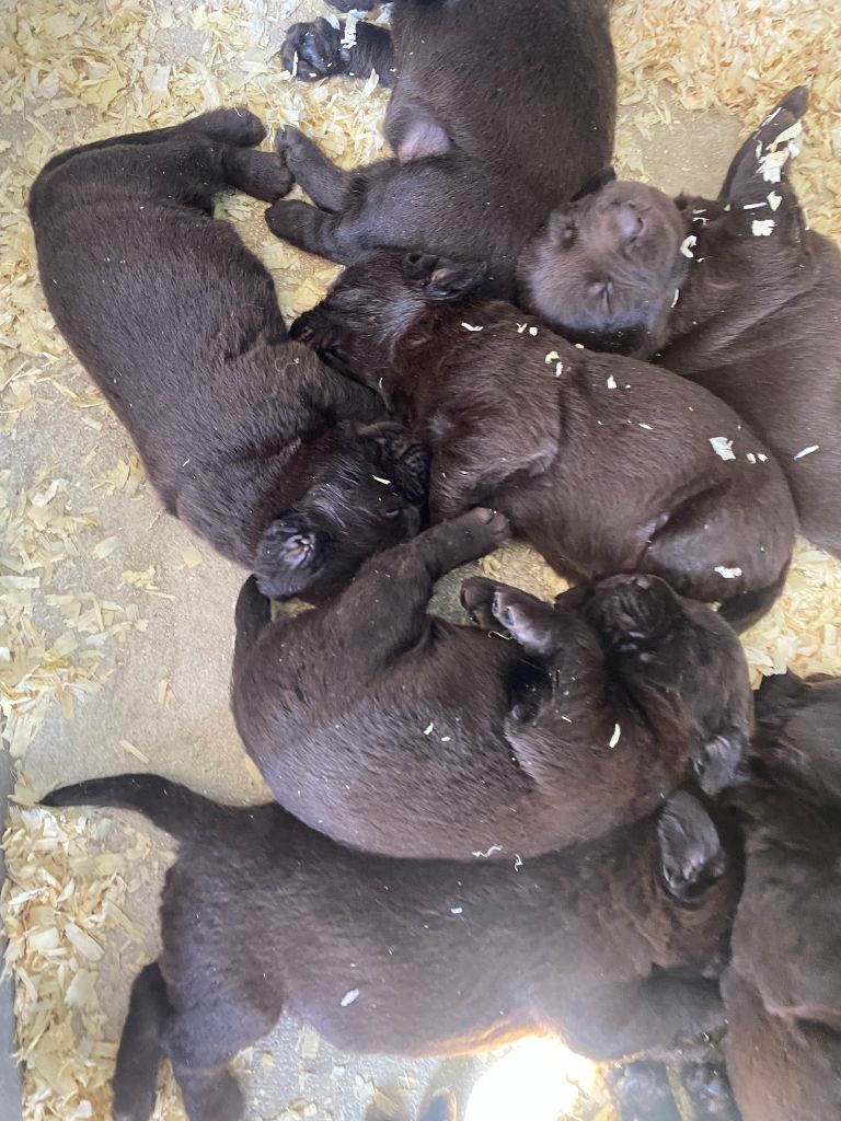 Chiot Labrador Retriever Des Gazons D'Ile De France