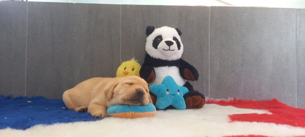 Des Gazons D'Ile De France - Chiots disponibles - Labrador Retriever
