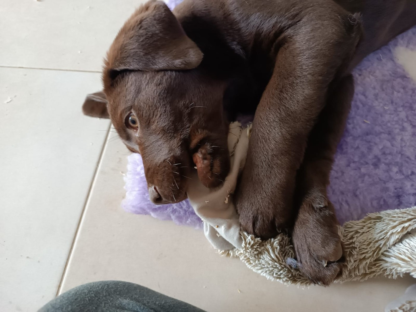 Des Gazons D'Ile De France - Chiots disponibles - Labrador Retriever