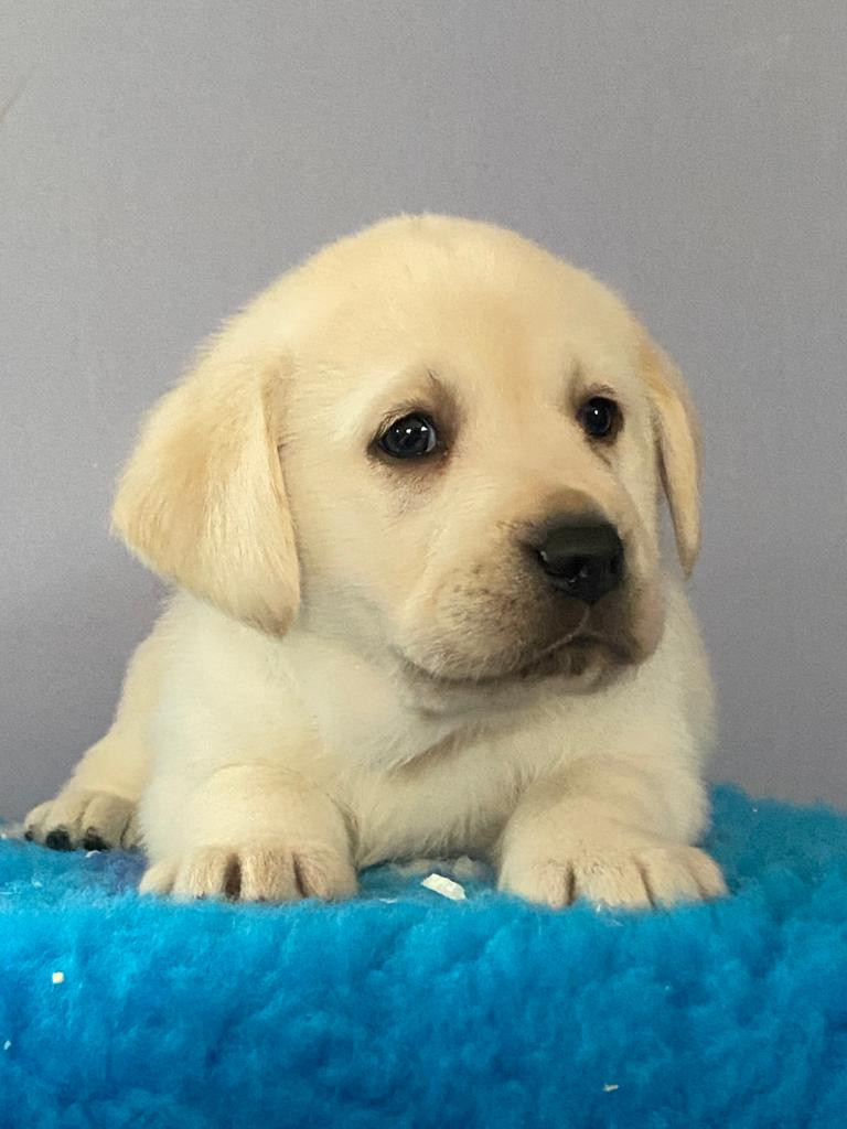 Des Gazons D'Ile De France - Chiots disponibles - Labrador Retriever