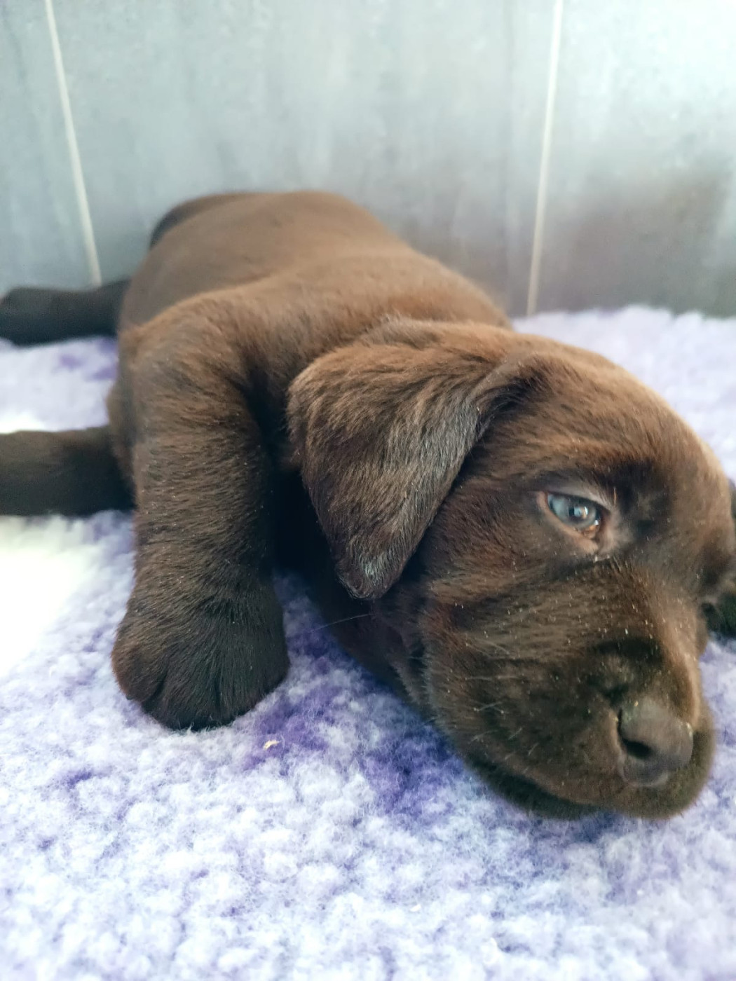 Des Gazons D'Ile De France - Chiots disponibles - Labrador Retriever