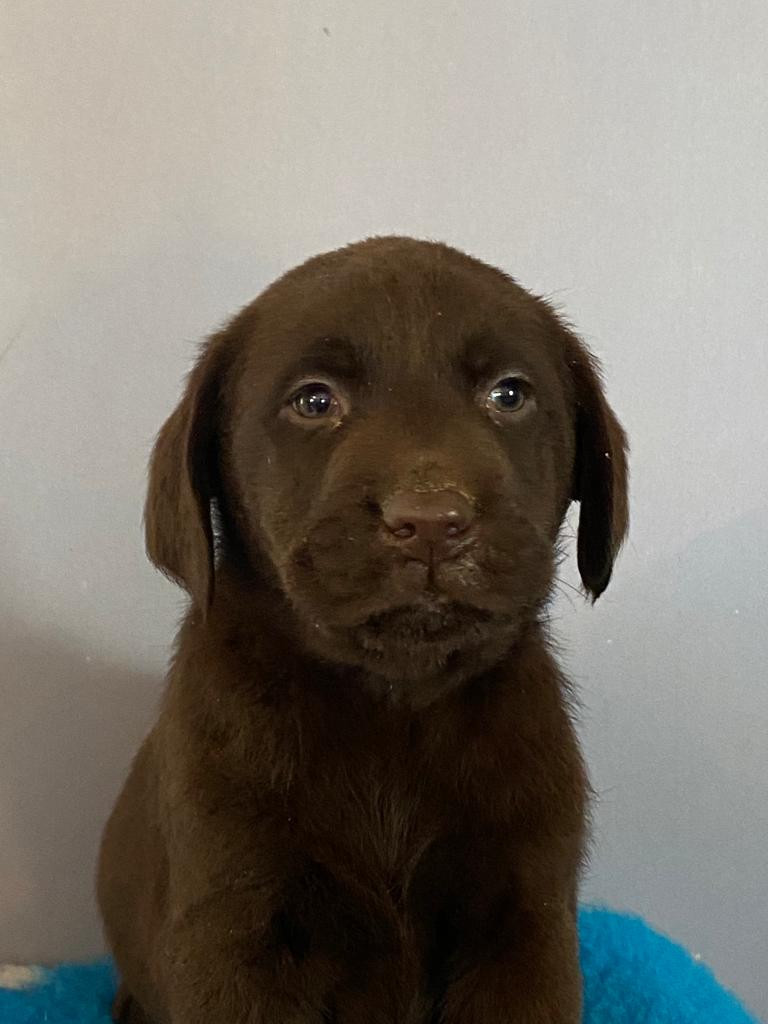 Des Gazons D'Ile De France - Chiots disponibles - Labrador Retriever