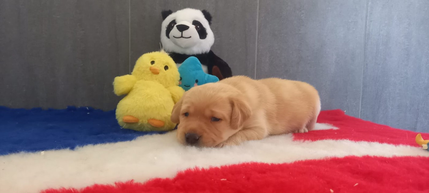 Des Gazons D'Ile De France - Chiots disponibles - Labrador Retriever
