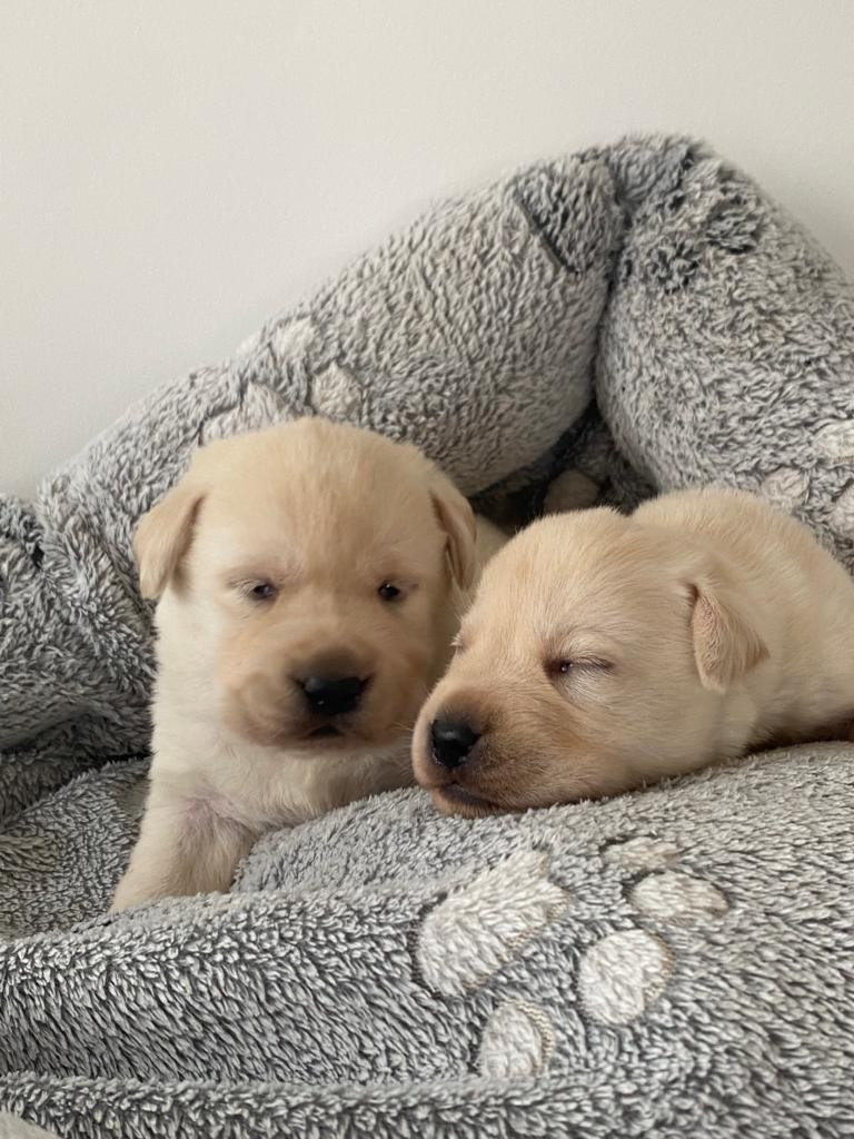 Des Gazons D'Ile De France - Chiots disponibles - Labrador Retriever