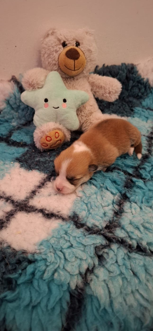 Des Gazons D'Ile De France - Chiots disponibles - Welsh Corgi Pembroke