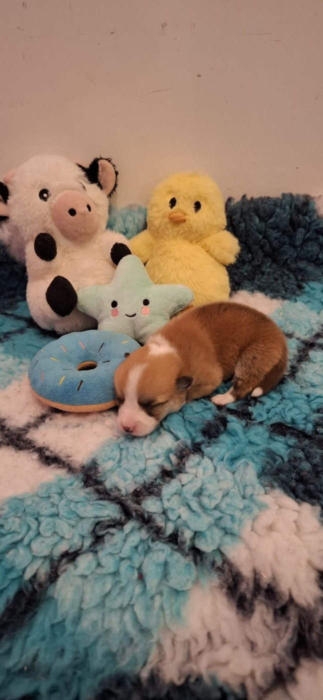 Des Gazons D'Ile De France - Chiots disponibles - Welsh Corgi Pembroke