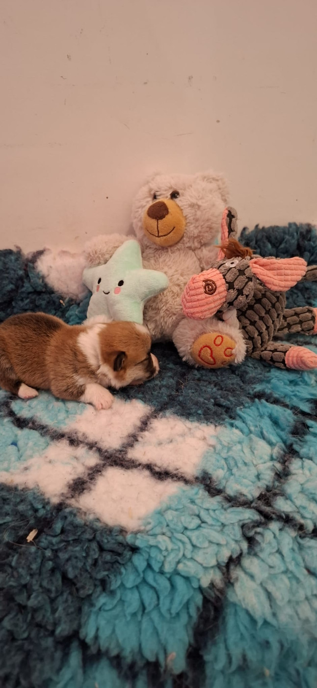 Des Gazons D'Ile De France - Chiots disponibles - Welsh Corgi Pembroke