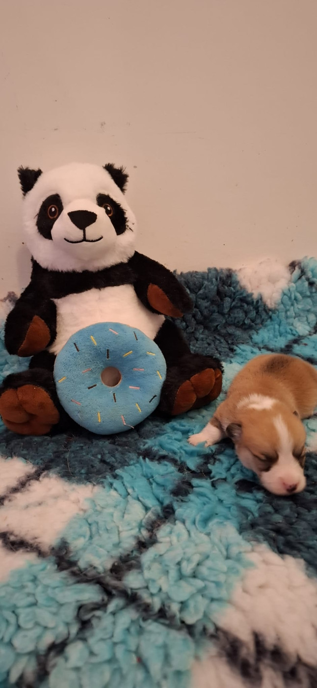 Des Gazons D'Ile De France - Chiots disponibles - Welsh Corgi Pembroke
