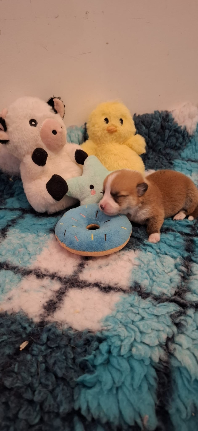 Des Gazons D'Ile De France - Chiots disponibles - Welsh Corgi Pembroke