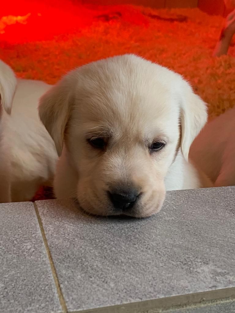 Des Gazons D'Ile De France - Chiots disponibles - Labrador Retriever