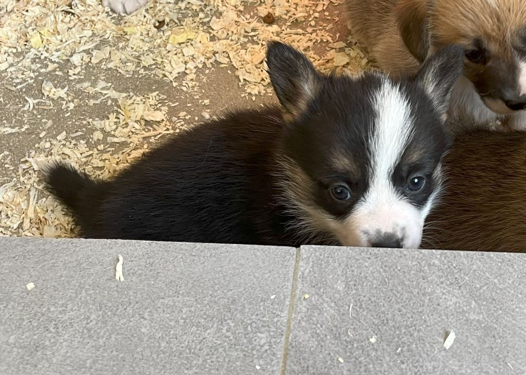 Des Gazons D'Ile De France - Chiots disponibles - Welsh Corgi Pembroke