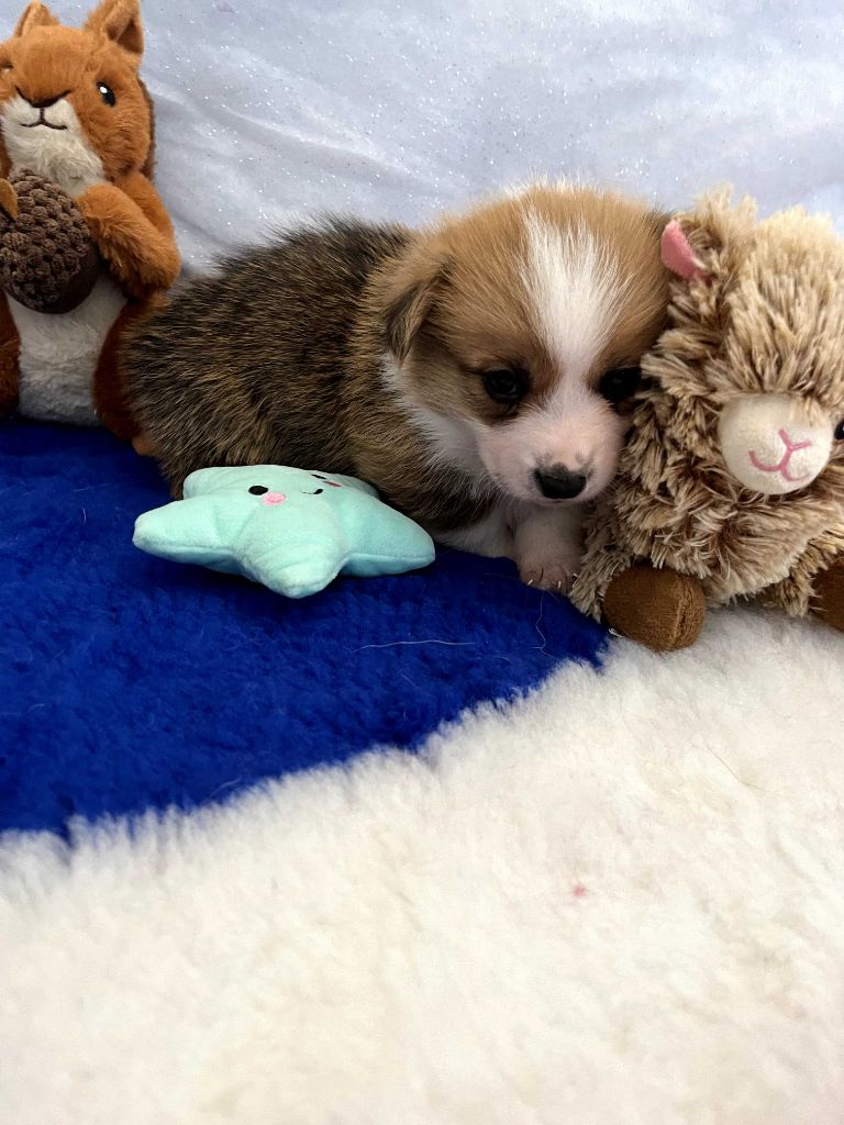 Des Gazons D'Ile De France - Chiots disponibles - Welsh Corgi Pembroke