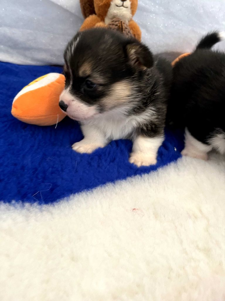 Des Gazons D'Ile De France - Chiots disponibles - Welsh Corgi Pembroke