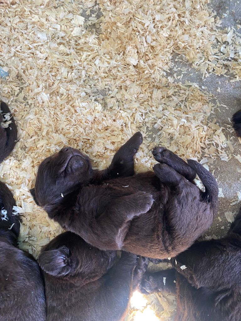 Des Gazons D'Ile De France - Chiots disponibles - Labrador Retriever