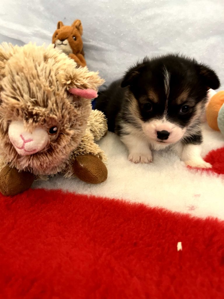 Des Gazons D'Ile De France - Chiots disponibles - Welsh Corgi Pembroke