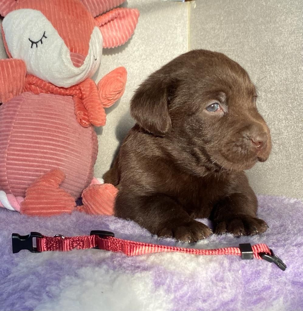 Des Gazons D'Ile De France - Chiots disponibles - Labrador Retriever