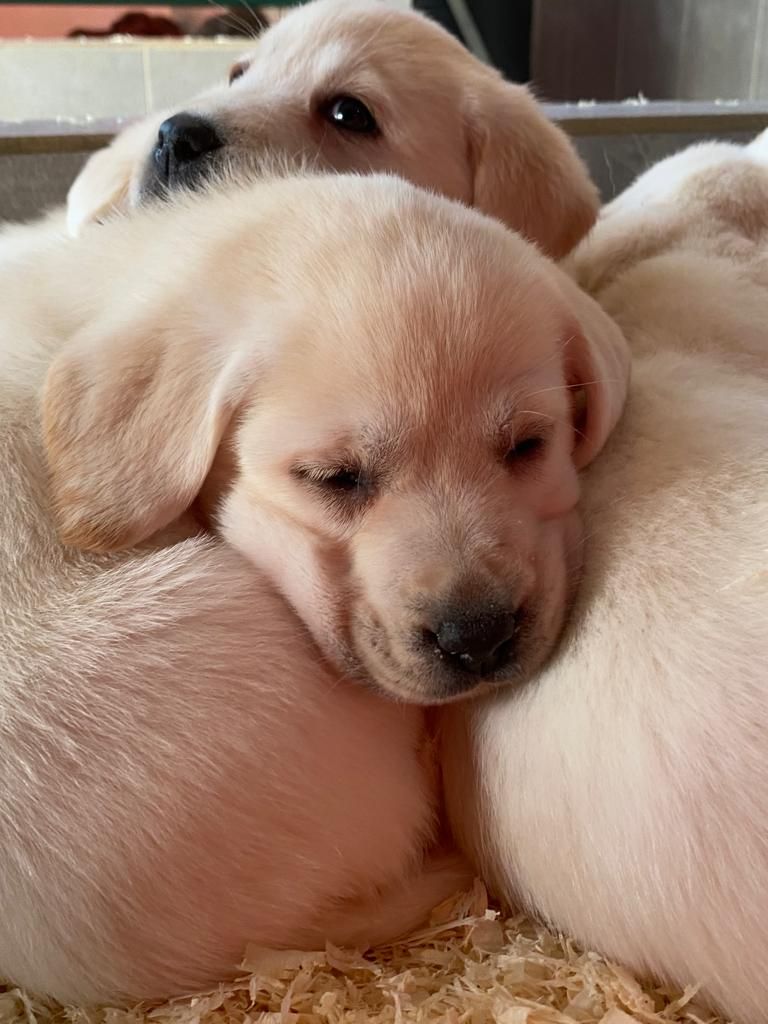 Des Gazons D'Ile De France - Chiots disponibles - Labrador Retriever