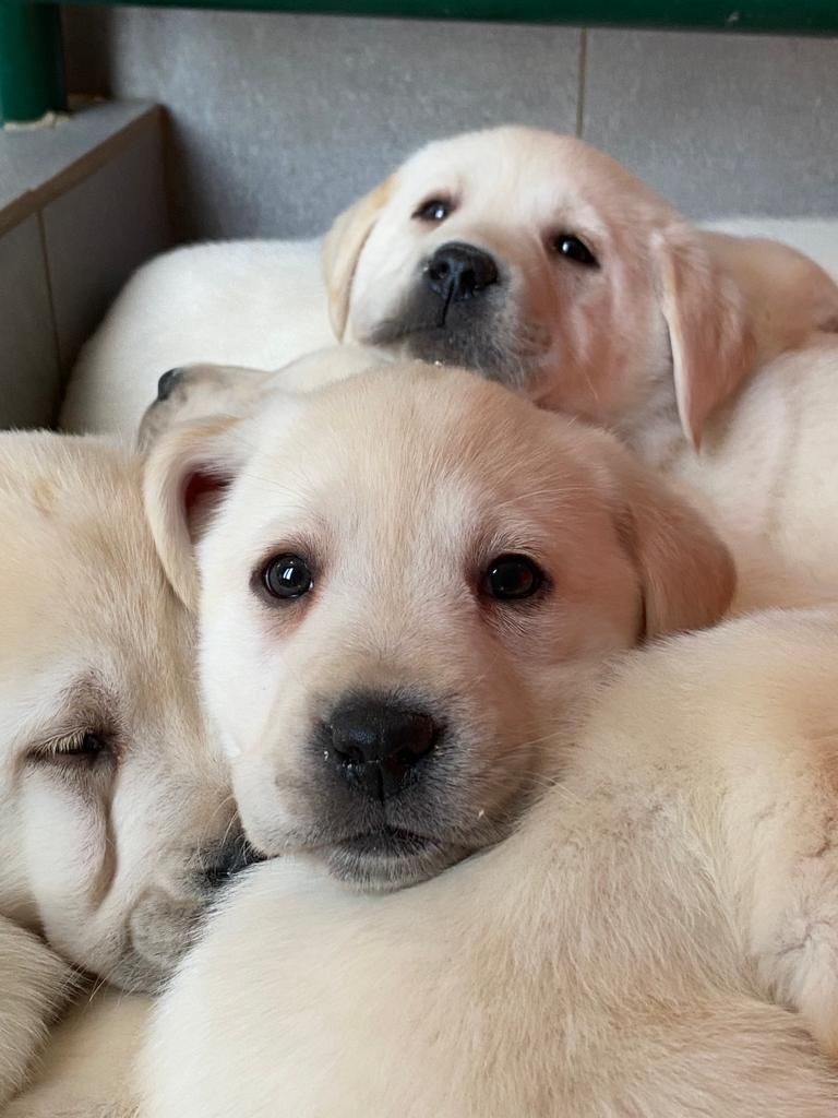Des Gazons D'Ile De France - Chiots disponibles - Labrador Retriever