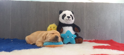 CHIOT