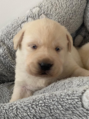 Chiot N°2