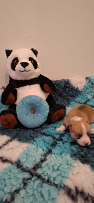 CHIOT 4