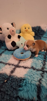CHIOT 5