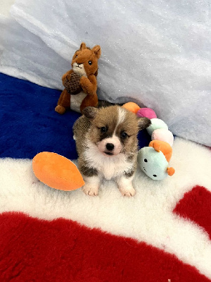 CHIOT