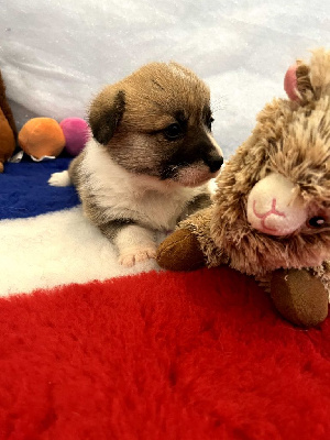 CHIOT