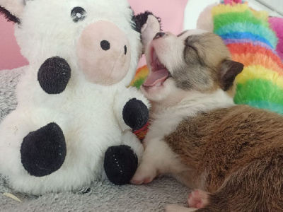 CHIOT 8