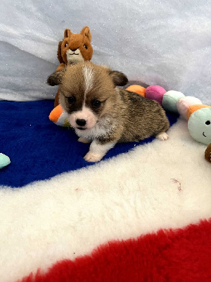 CHIOT