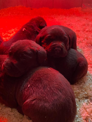 CHIOT 4