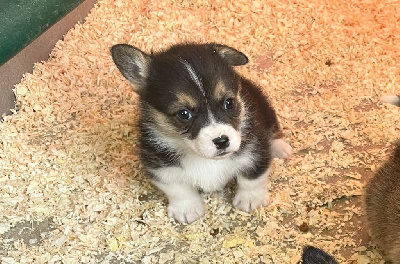 CHIOT 2