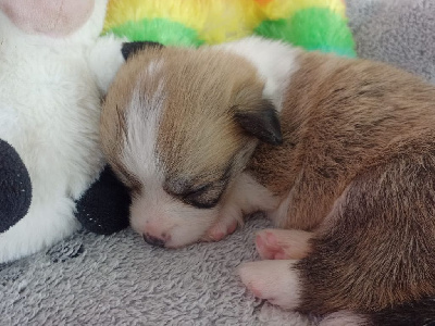 CHIOT 7