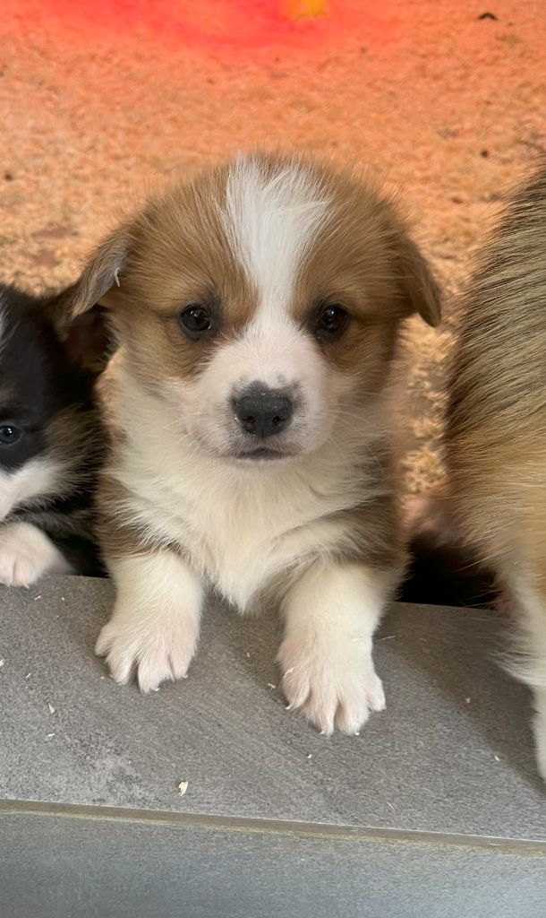 Des Gazons D'Ile De France - Chiots disponibles - Welsh Corgi Pembroke