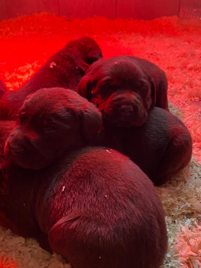 Des Gazons D'Ile De France - Chiots disponibles - Labrador Retriever