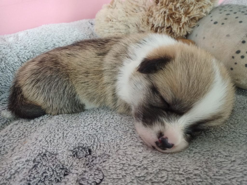 Des Gazons D'Ile De France - Chiots disponibles - Welsh Corgi Pembroke