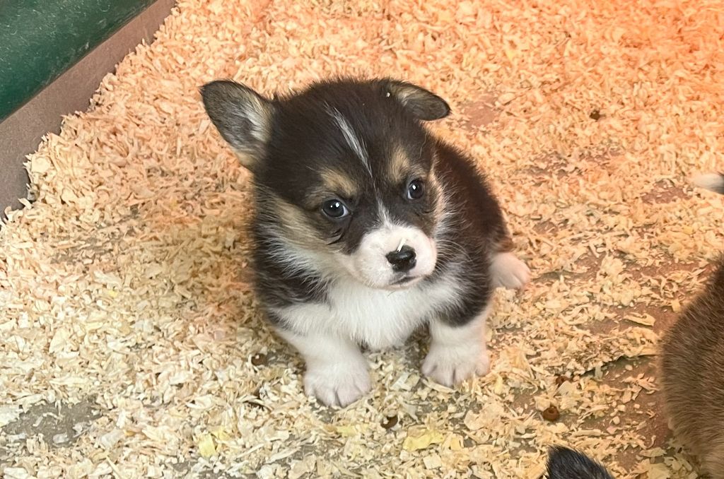 Des Gazons D'Ile De France - Chiots disponibles - Welsh Corgi Pembroke