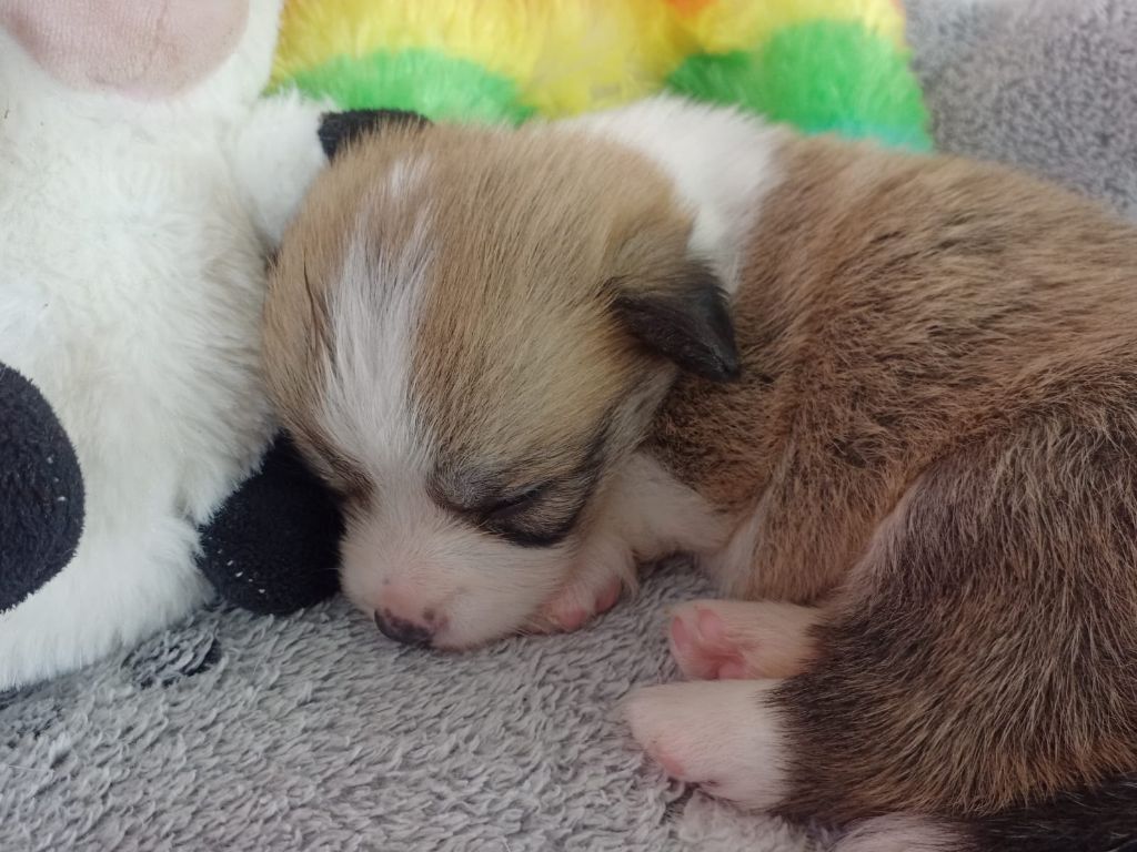 Des Gazons D'Ile De France - Chiots disponibles - Welsh Corgi Pembroke
