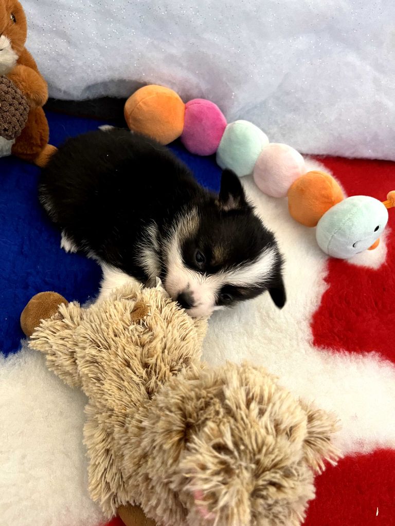 Des Gazons D'Ile De France - Chiots disponibles - Welsh Corgi Pembroke